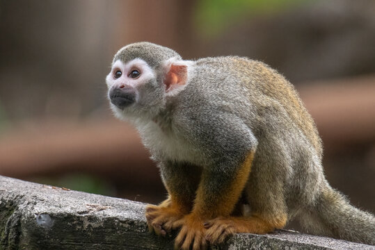 Alert common squirrel monkey crouching on a rock