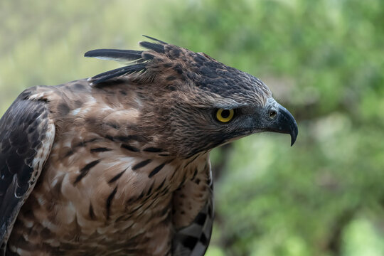 Intense profile portrait of a majestic Javan hawk eagle