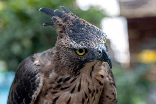 Intense close up of a Javan hawk eagle