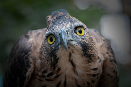 Javan hawk eagle stares with a curious tilt