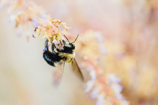 Fuzzy carpenter bee pollinating a delicate pastel flower