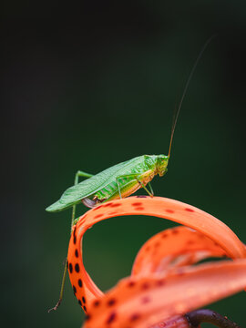 Green katydid insect rests on a vibrant orange tiger lily