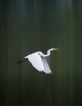Elegant great egret in flight with motion blur