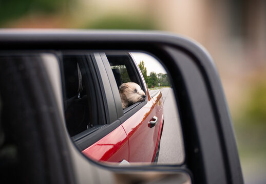 Reflection of dog with head out car window in side mirror