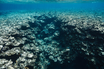 Clear Tropical Ocean Water Above a Shallow Coral Reef © Satoshi