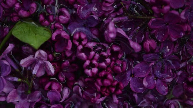 Bright lilac flowers fill the garden with color as bees buzz around. These plants show different shapes and sizes under the sunlight. Nature comes alive in springtime.