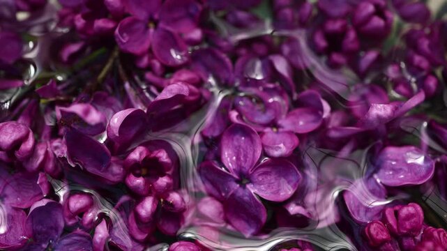 Bright lilac flowers fill the garden with color as bees buzz around. These plants show different shapes and sizes under the sunlight. Nature comes alive in springtime.