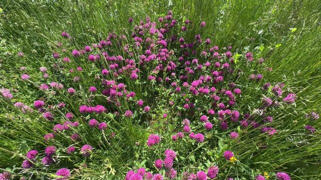 Close-up of blooming red clover flowers (Trifolium pratense) covering a lush green summer meadow. Detailed botanical wallpaper background of pink wildflower blossoms, forage grass, and rural nature.