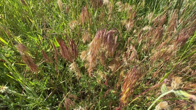 Overhead view of wild drooping brome grass (Bromus tectorum) with reddish purple spikelets swaying in a natural meadow. Organic botanical texture background showing dense field vegetation.