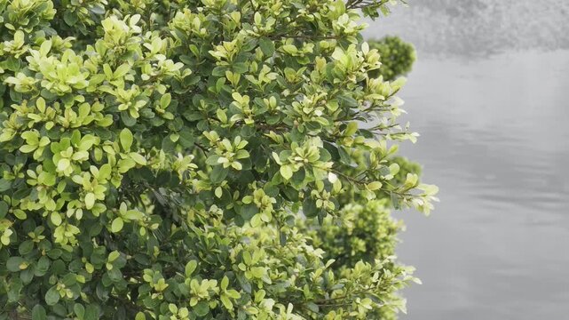 green moss on the stone