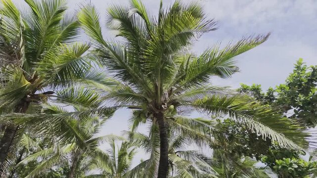 coconut palm tree