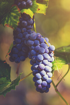 A bunch of red grapes on a vine in the sunset light