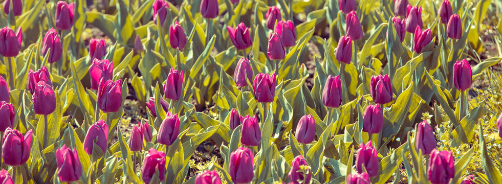 Tulips blooming in the garden. Selective focus. Spring nature background