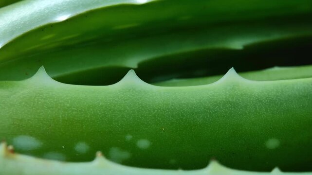  Fresh Juicy Aloe Vera Leaf