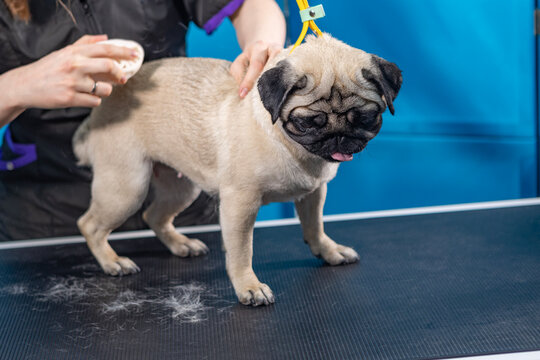 Pug grooming. Brushing during shedding season. Using fur brush. Pug is in grooming salon with veterinarian. Pet care and grooming. Pet grooming salon