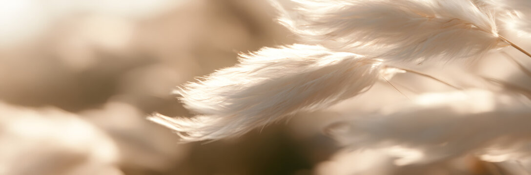 Moving Pampas Grass in the breeze for an outdoor scene. Abstract background featuring natural, dry reeds. Soft focus, with the background softly blurred