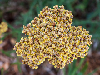 Yellow yarrow flowers, Achillea, blooming in a garden. Traditional medicinal herb used for herbal tea, natural remedies, wellness, skincare and botanical products. © Marek