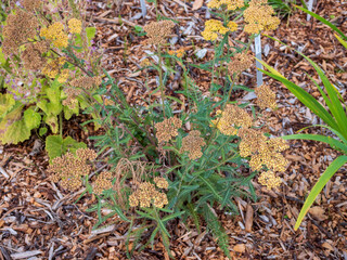 Yarrow flowers, Achillea, growing in a garden. Traditional medicinal and aromatic herb used for herbal tea, natural remedies, wellness, cosmetics and sustainable gardening. © Marek