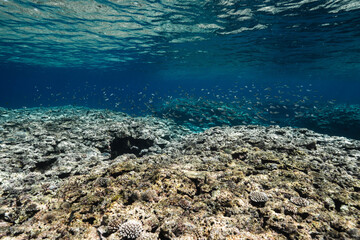 Beautiful Underwater Landscape with Coral Reef and Tropical Fish © Satoshi
