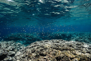 School of Small Tropical Fish Swimming Over a Coral Reef © Satoshi