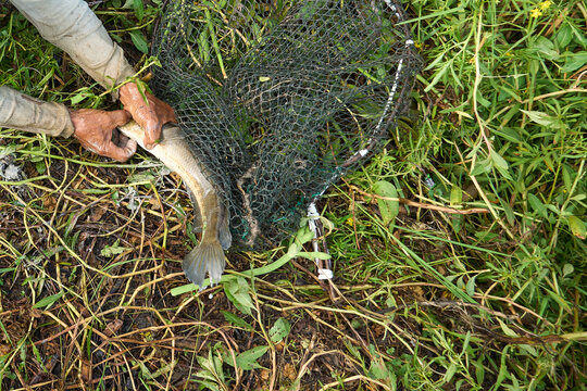 Fisherman hands holding fresh caught snakehead fish near net trap in swamp
