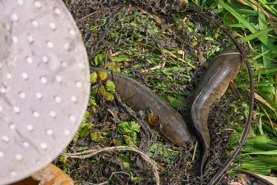 Fresh snakehead fish caught in traditional fishing net trap in swamp