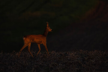 Roe deer walks through dry grass at sunset with warm golden light © Діма Осташук