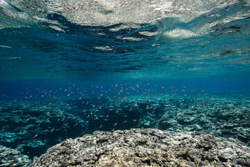 Tropical Coral Reef Beneath a Rippling Blue Ocean Surface © Satoshi