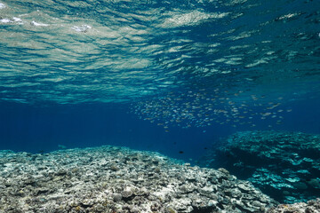 Underwater View of a Vast Tropical Coral Reef and Small Fish © Satoshi