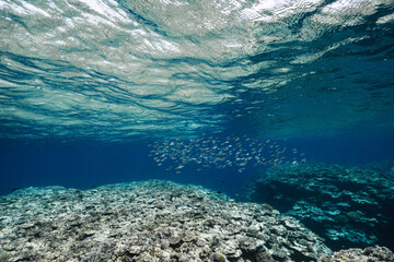Tropical Underwater Reef Landscape with Fish Swimming in the Distance © Satoshi