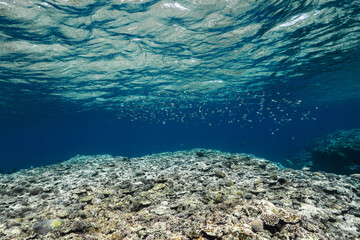 Tropical Coral Reef and Fish School Under a Clear Blue Ocean Surface © Satoshi