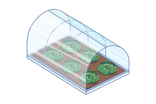 Isometric low tunnel row cover protecting leafy cabbage crops growing in soil garden bed for agricultural season extension and frost protection concept