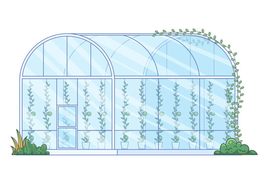 Arched glass greenhouse structure with potted vining tomato plants growing on trellises inside and leafy vines creeping over curved roof for agricultural concept