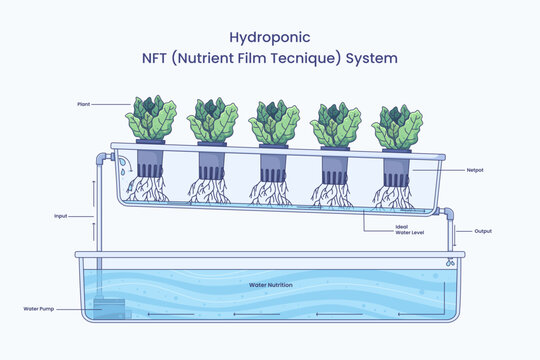 Diagram of a hydroponic Nutrient Film Technique system showing a continuous shallow stream of nutrient water circulating through netpots with leafy plants