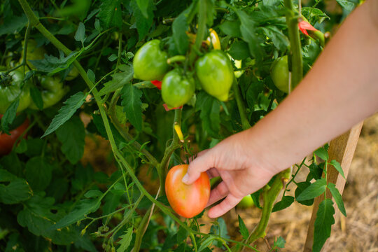 A woman's hand picks a ripe tomato from the bush from the garden