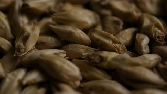 Extreme macro panning shot of malted barley grain pile
