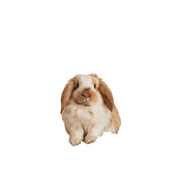 Cute Fluffy Brown and White Lop-Eared Rabbit Sitting isolated on transparent or white background, png