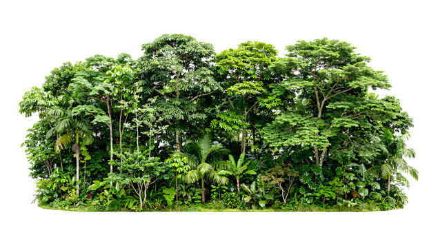 Lush tropical jungle grove cluster with multi layer green trees and rainforest shrubs cutout on transparent PNG background