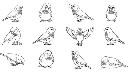 Obraz premium A collection of various zebra finch poses shown in a simple black and white line drawing style.