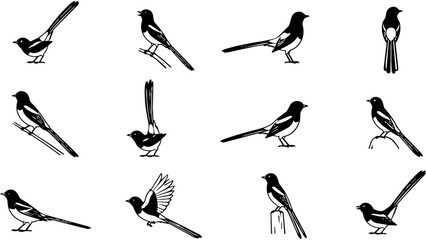 Naklejka premium A collection of black and white silhouettes depicting various poses of the oriental magpie robin.