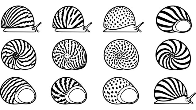 A collection of various snail shell patterns displayed in a simple black and white line art style.