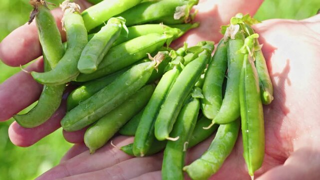 Close Up Of Fresh Green Pea Pods In Farmer Hands. Seasonal Harvest, Organic Produce And Healthy Vegetable Footage In Slow Motion.