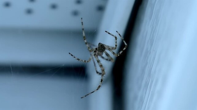 Macro of Barn Orb Weaver Spider Hanging Near House Siding