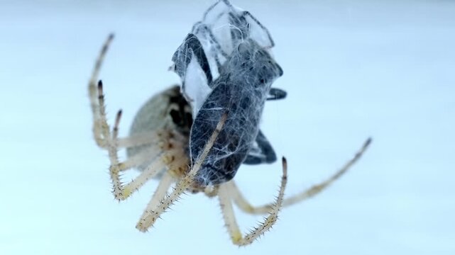 Extreme Close Up of Barn Orb Weaver Spider Catching Prey