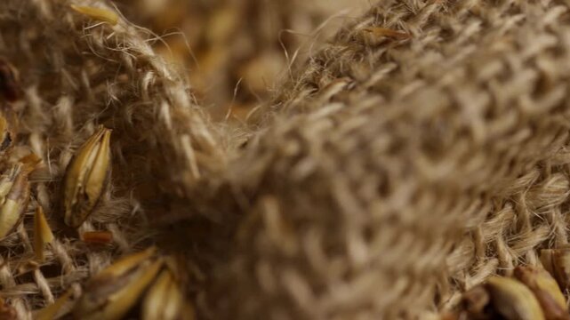 Roasted caramel malt barley grains on burlap sack