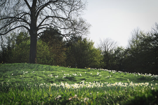 Spring meadow with white blossoms and trees in sunshine, idyllic nature