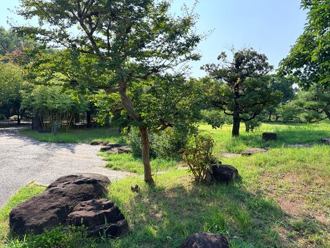 Lush Japanese Garden with Pruned Trees, Decorative Rocks, Green Lawn and Garden Path on a Sunny Day