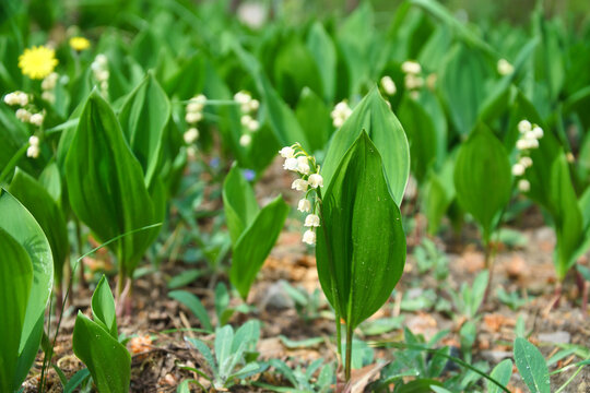 Delicate Lily of the Valley Blooming in a Shady Spring Forest