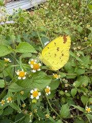 Yellow butterfly feeding on a white wildflower amid lush green foliage, captured in close-up detail. The image highlights delicate wings, antennae, nectar feeding, pollination, and natural biodiversit © Arif