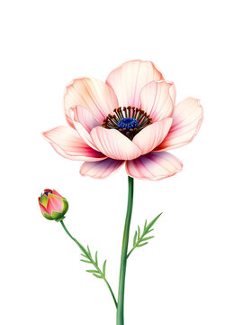 pink poppy flower with a budding stem